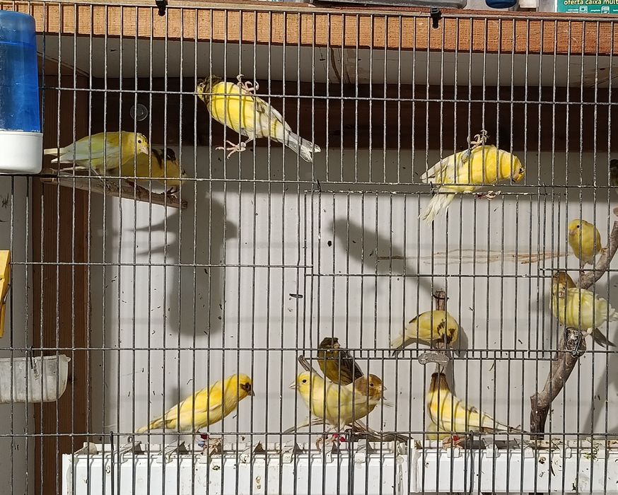 Canários timbrado espanhol