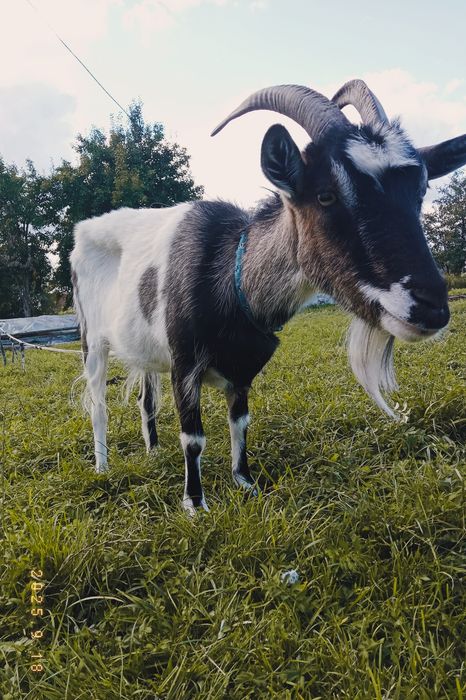 Продам козу недорого
