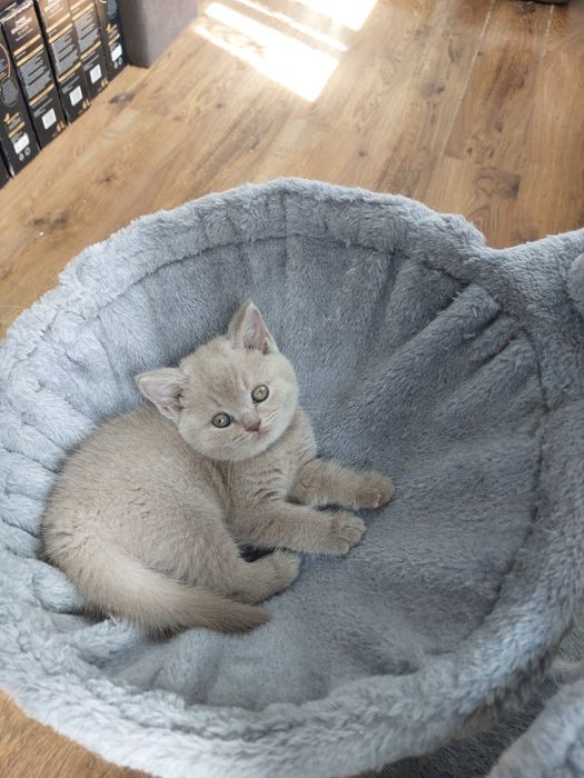 Kotka brytyjska liliowa