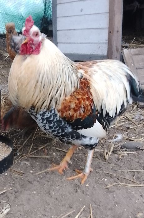 Kogut araucany tegoroczny