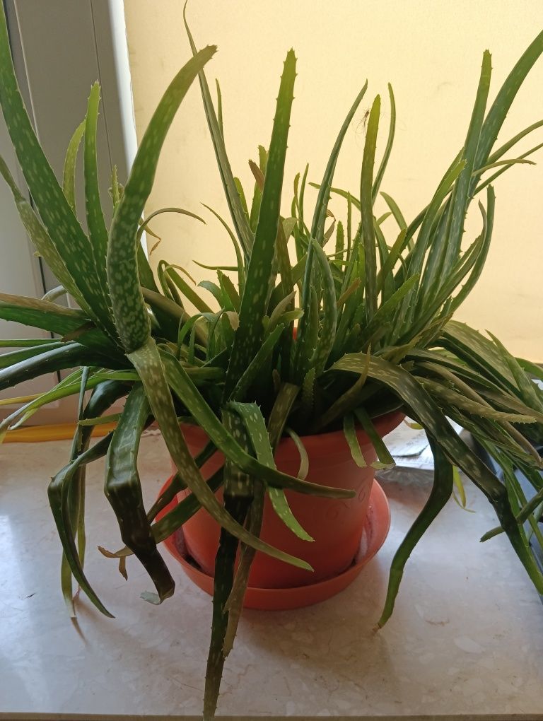 Aloes z doniczką