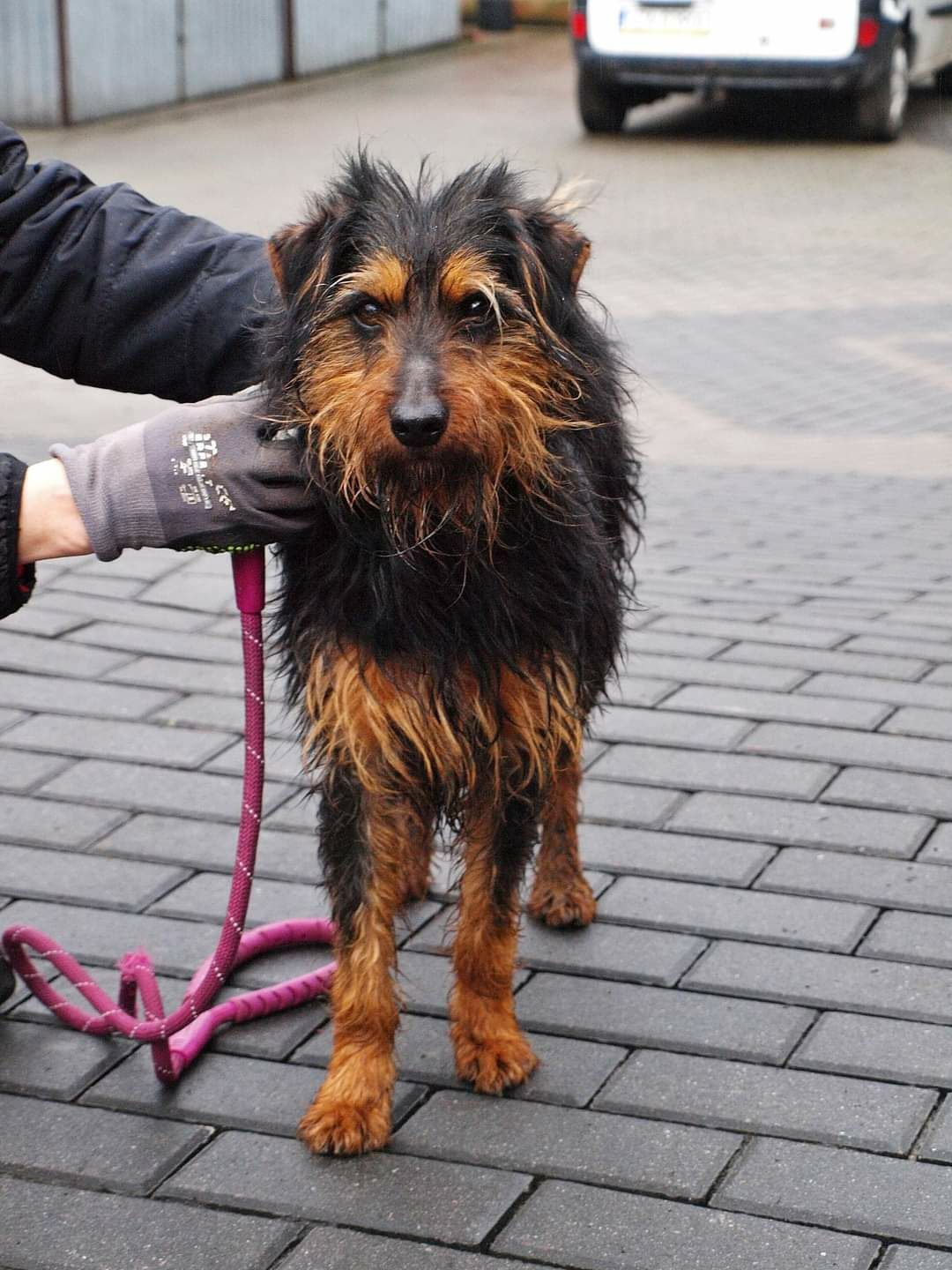 Śliczny piesek Szotek w typie teriera do adopcji że schroniska .