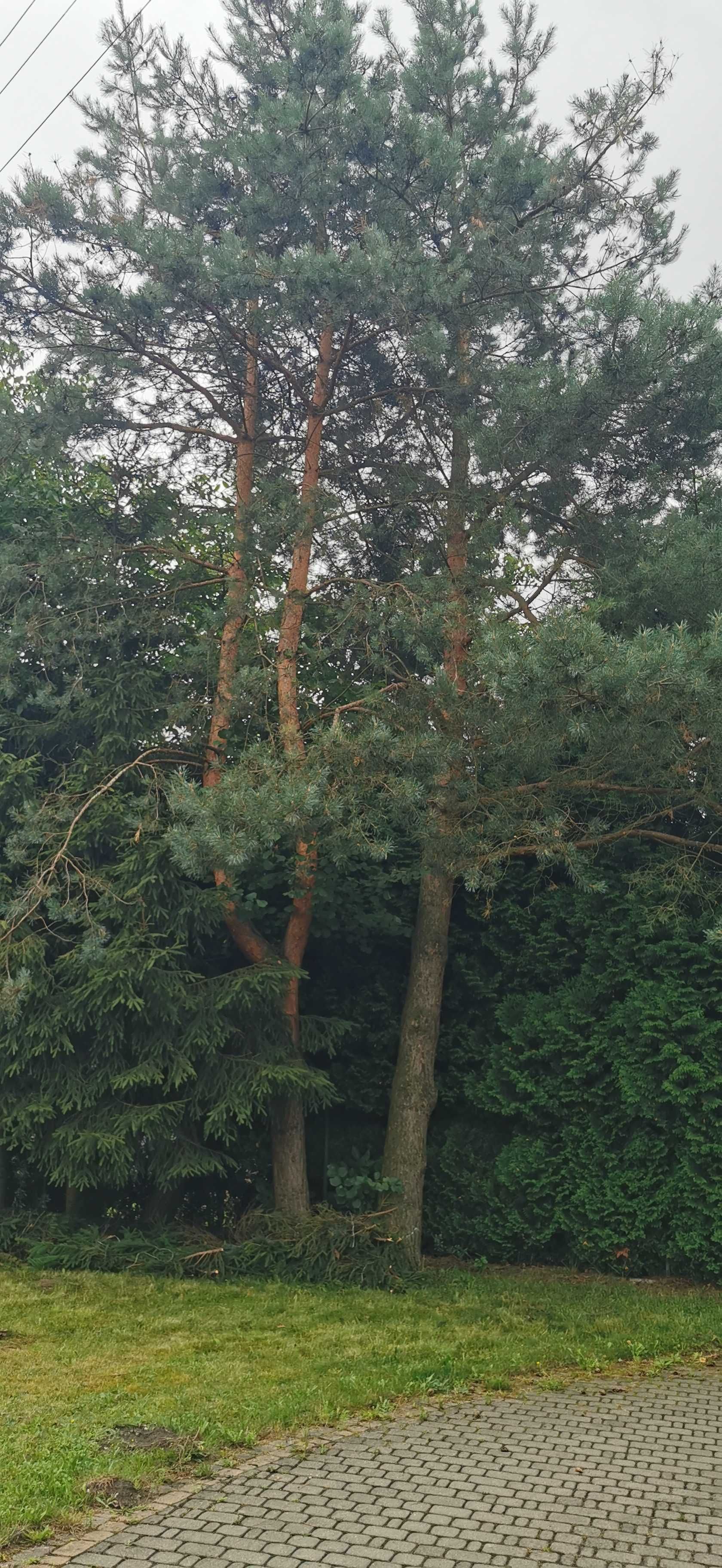 Oddam drzewo za wycinkę
