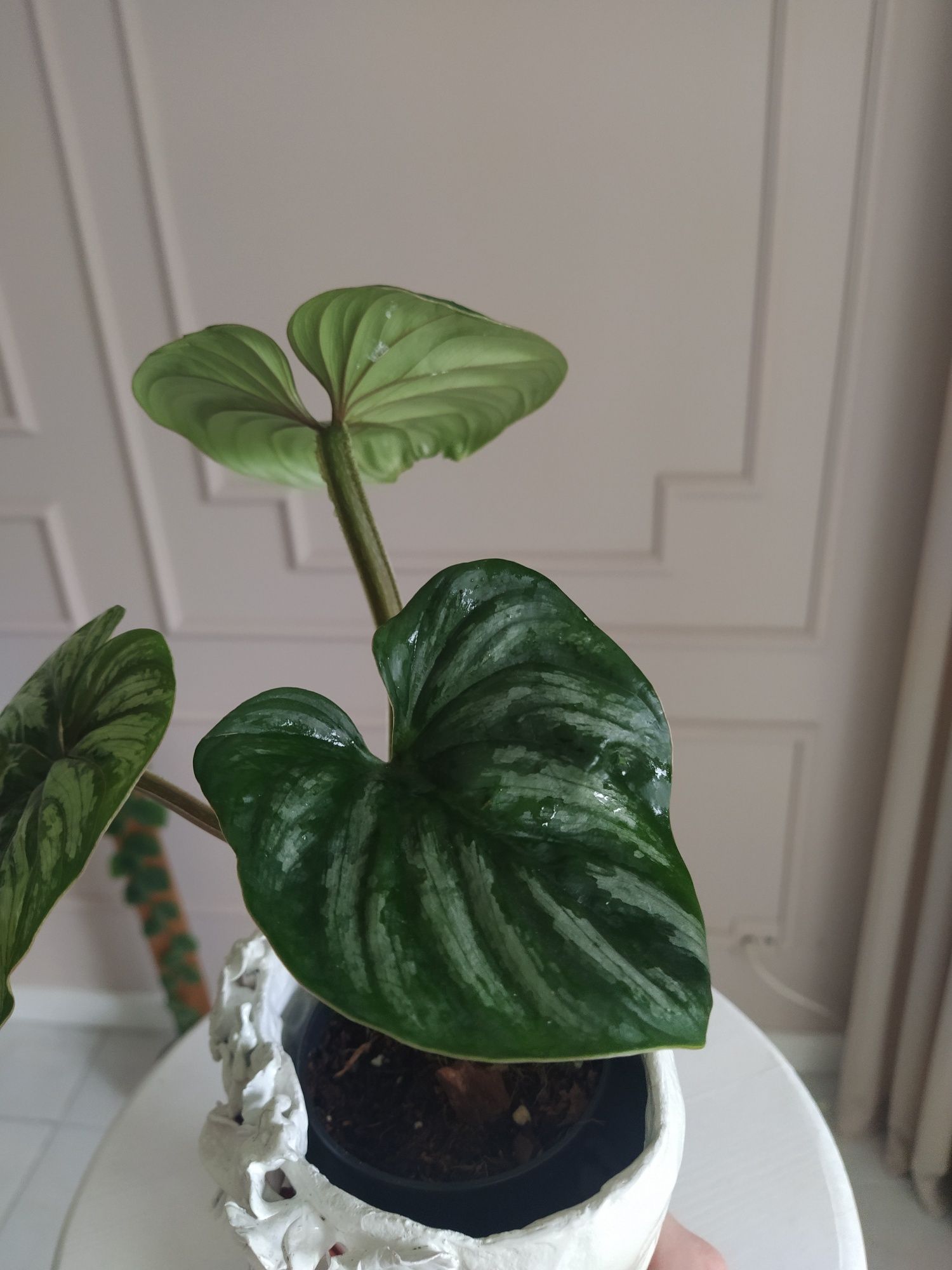 Philodendron Plowmanii