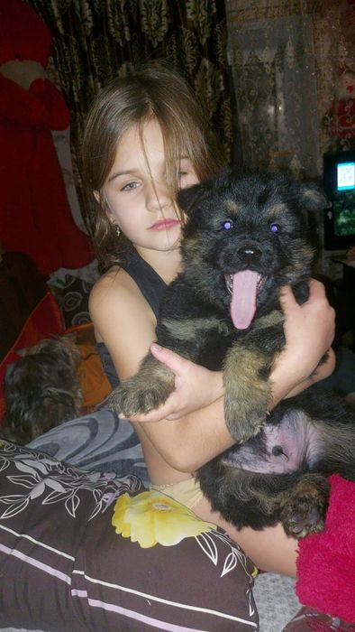 НА ОХОРОНУ!Довгошерстий крупний шикарний німець