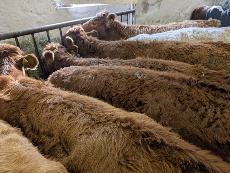 Sprzedam odsadki jałówki 40 sztuk polskie