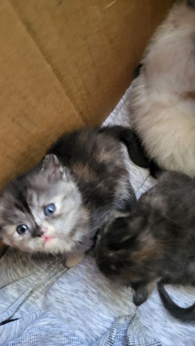 Британські кошенята