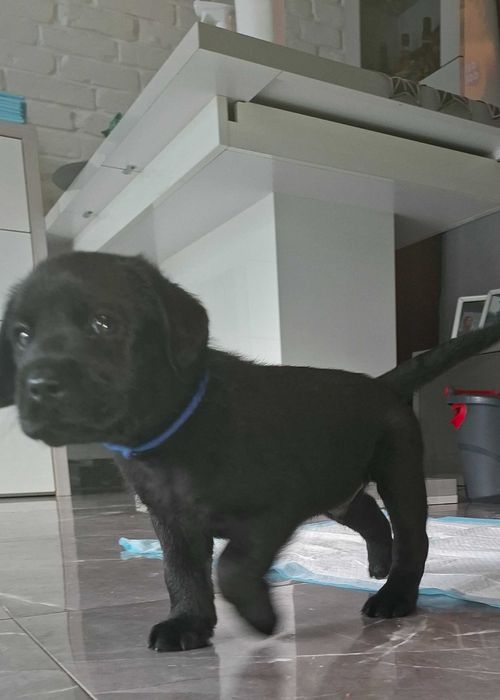 Labradory na sprzedaz