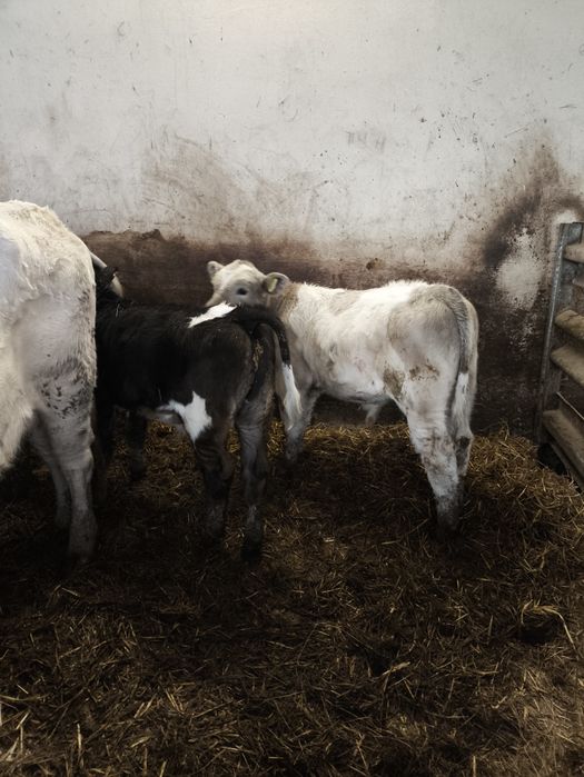 Sprzedam byczki i jałóweczki mięsne