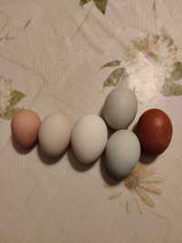 Jaja perlicze, jajka od perliczek, zielononóżka, araucana, marans