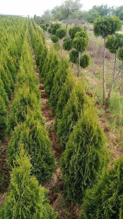 Tuja tuje szmaragd w doniczkach 120-140cm Dostawa