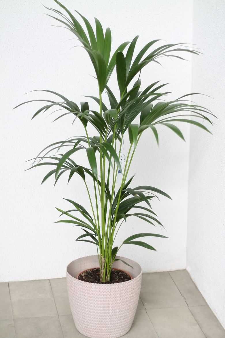 Пальма Ховея Форстеріана кімнатні рослини озеленення