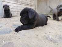 Cane Corso Italiano Sunia