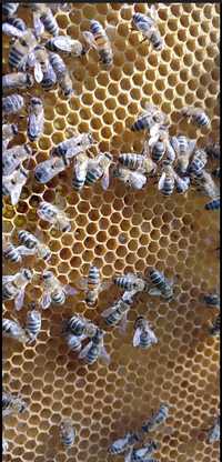Продаються бджоли