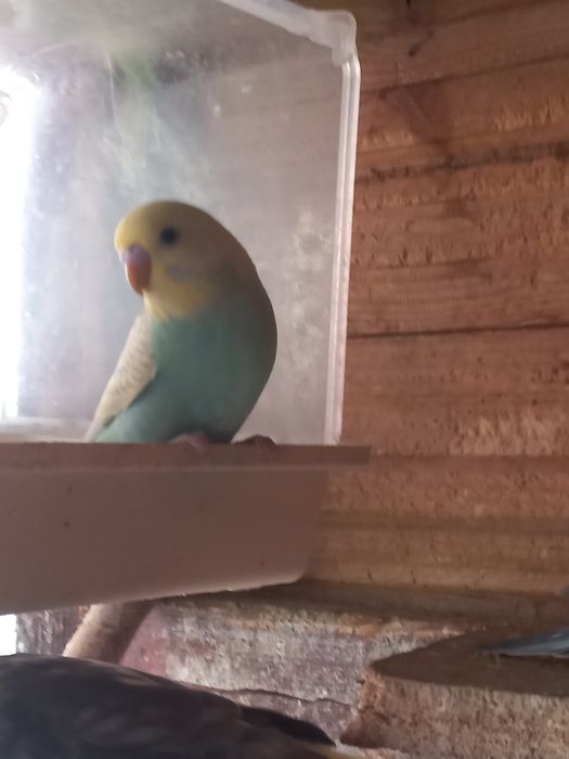 Sprzedam młode papużki faliste do oswojenia