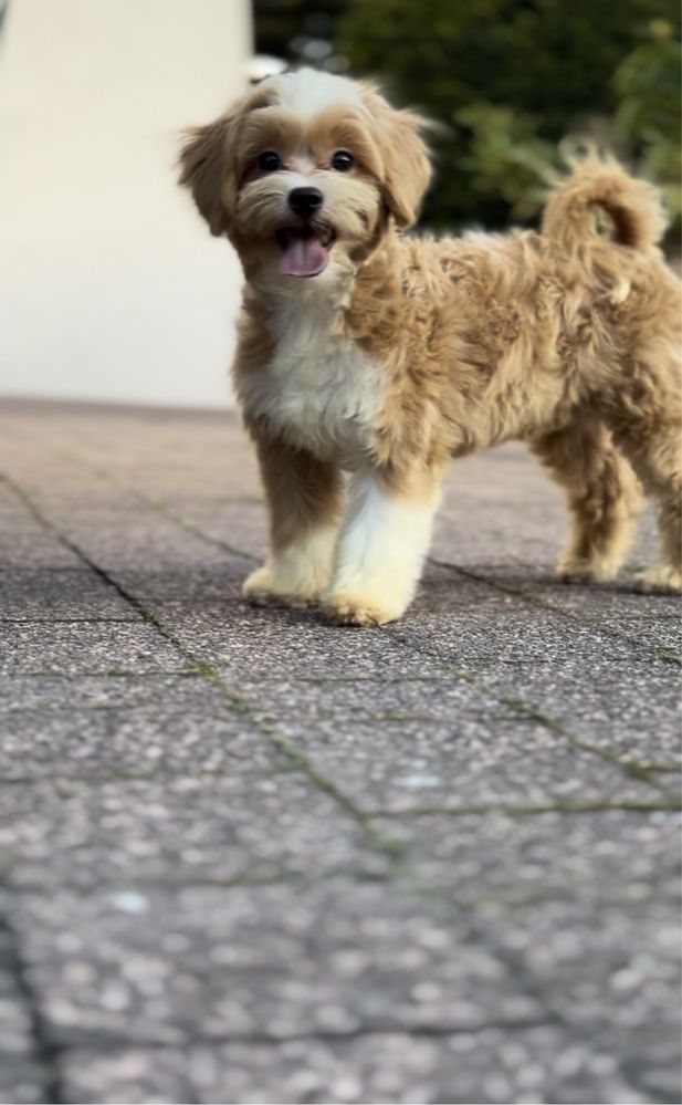 Maltipoo Cudowny Chłopczyk 4 miesieczny Art Puppies