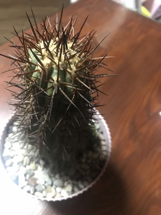 Колекційний кактус Copiapoa на прихованій щепі