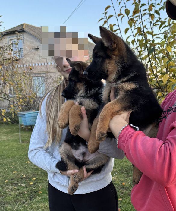 Продам цуценята німецької вівчарки