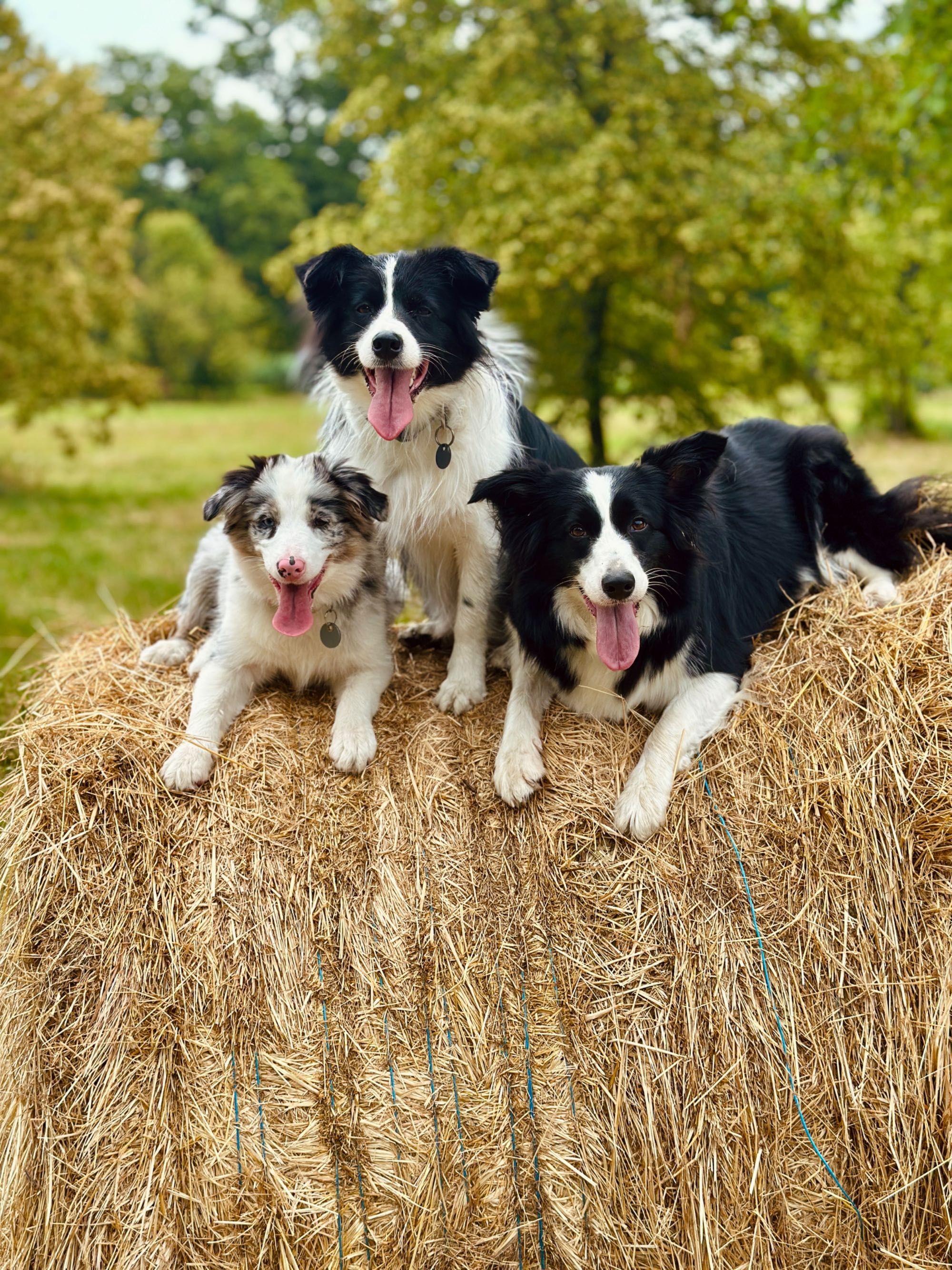 Border Collie FCI / ZKwP