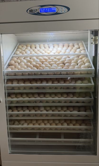 Инкубатор Nest 1000 pro
