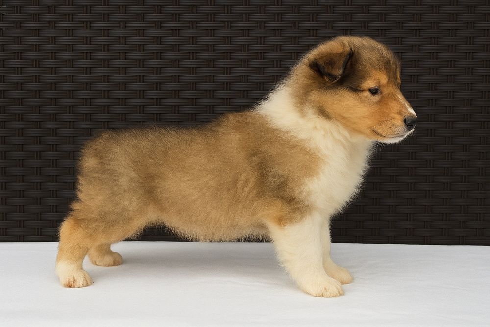 Rough Collie - Lassie