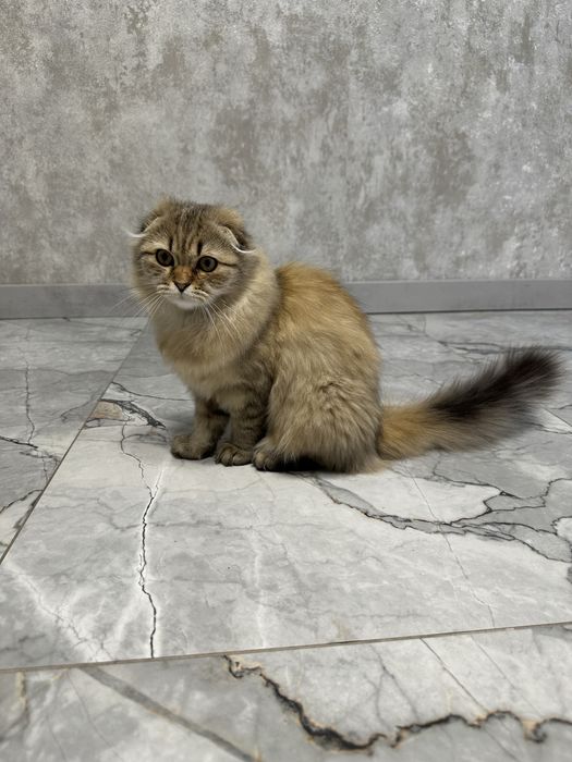Котенок британець висловухий