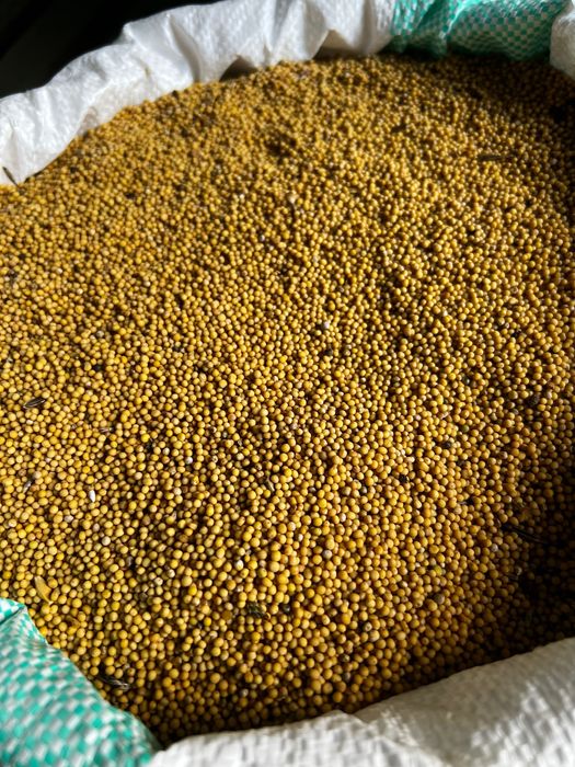 Gorczyca zbiór 2025