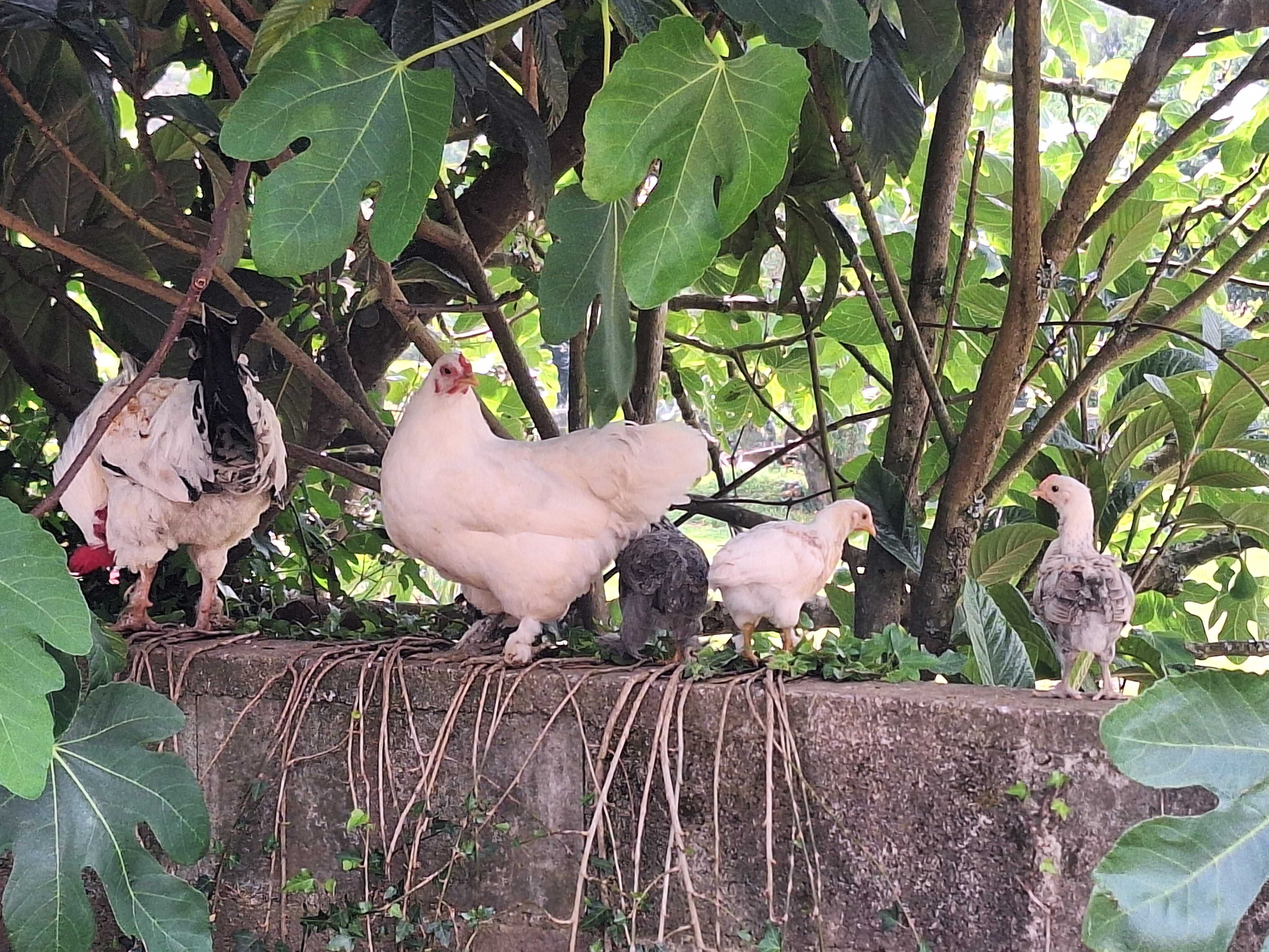Garnizo criação caseira