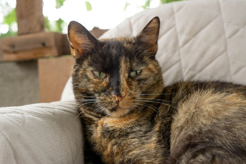 Merida, piekna kotka o wyjątkowym charakterze