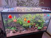 Twinstar 1200EA IV