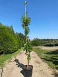 Dąb błotny GREEN PILLAR 6-8, 8-10, 300-350 cm