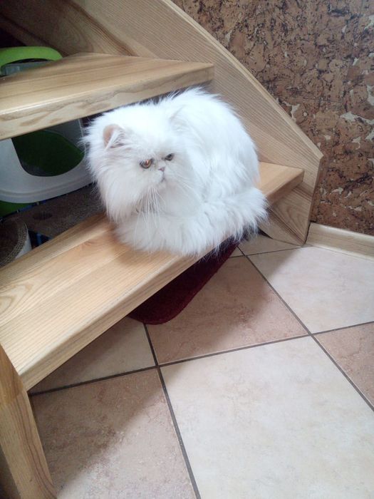 Pers milusia koteczka biała