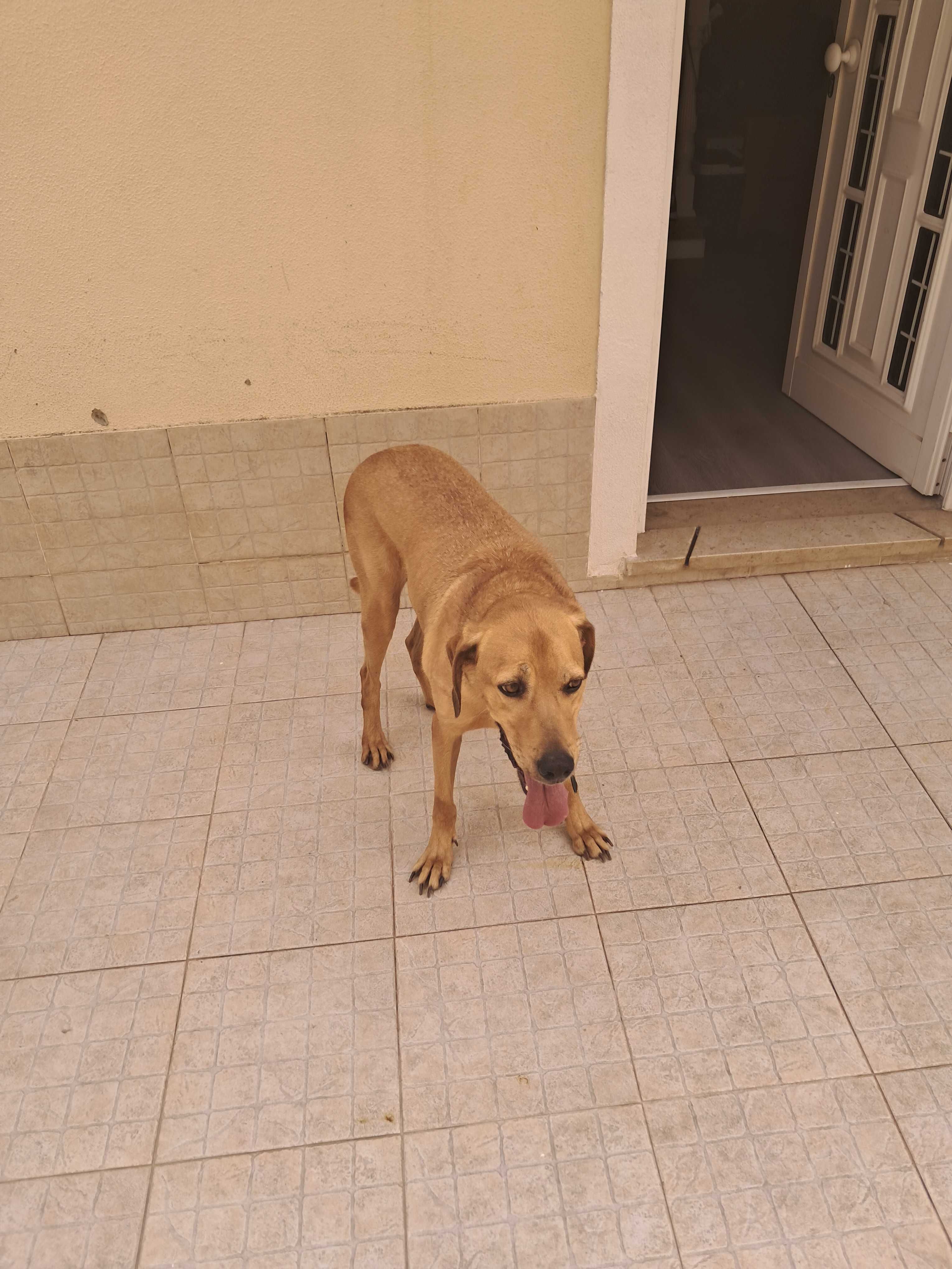 Grátis para adopção