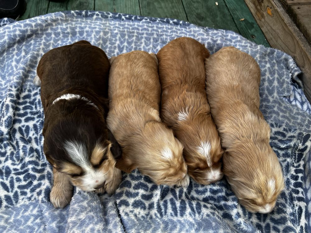 Piesek Cocker Spaniel angielski czekoladowy