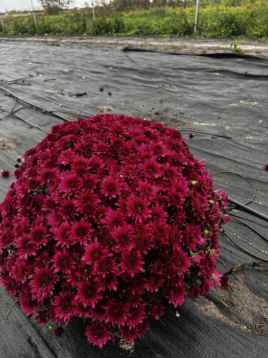 Chryzantemy od Producenta