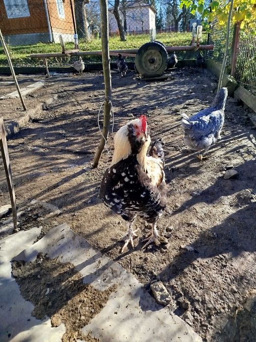 Koguty faweroli łososiowej