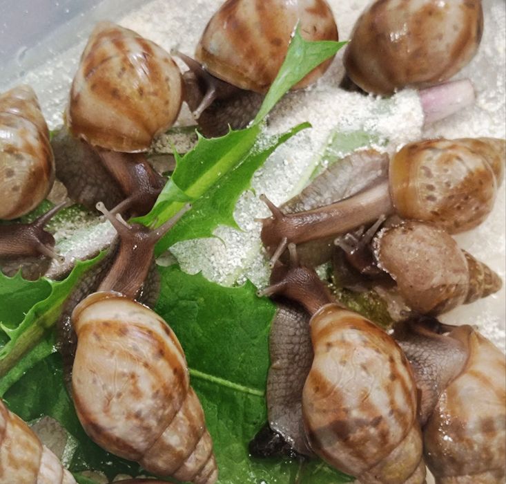 Ахатіна фуліка Карамель, малюки. Равлики.