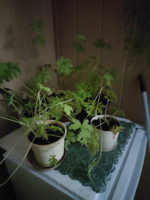 Geranium, pelargonia pachnąca, anginka, młoda roślinka