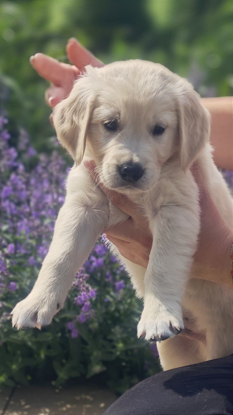 Golden Retriever wielopokoleniowy rodowód po championie