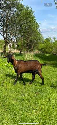 Продається коза нубійської породи