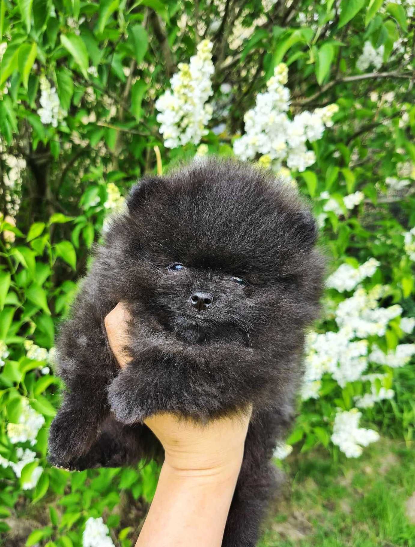 Pomeranian szpic miniaturowy ZKwP/FCI