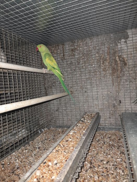 Casal ring nek malhados 2020