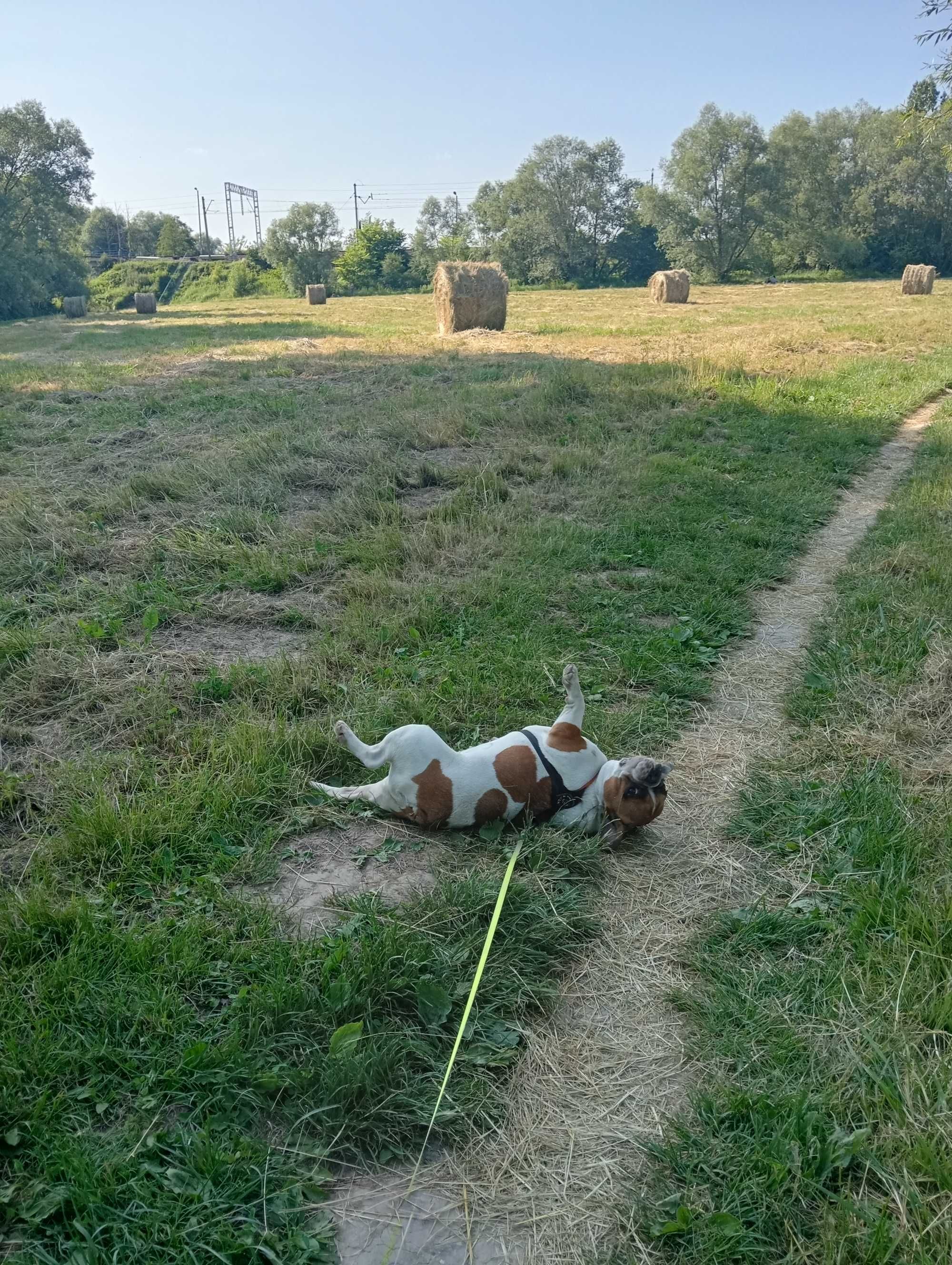 Opieka nad zwierzętami Kraków wolne terminy!!!