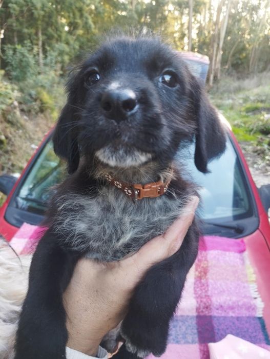 Valentim para adoção muito responsável