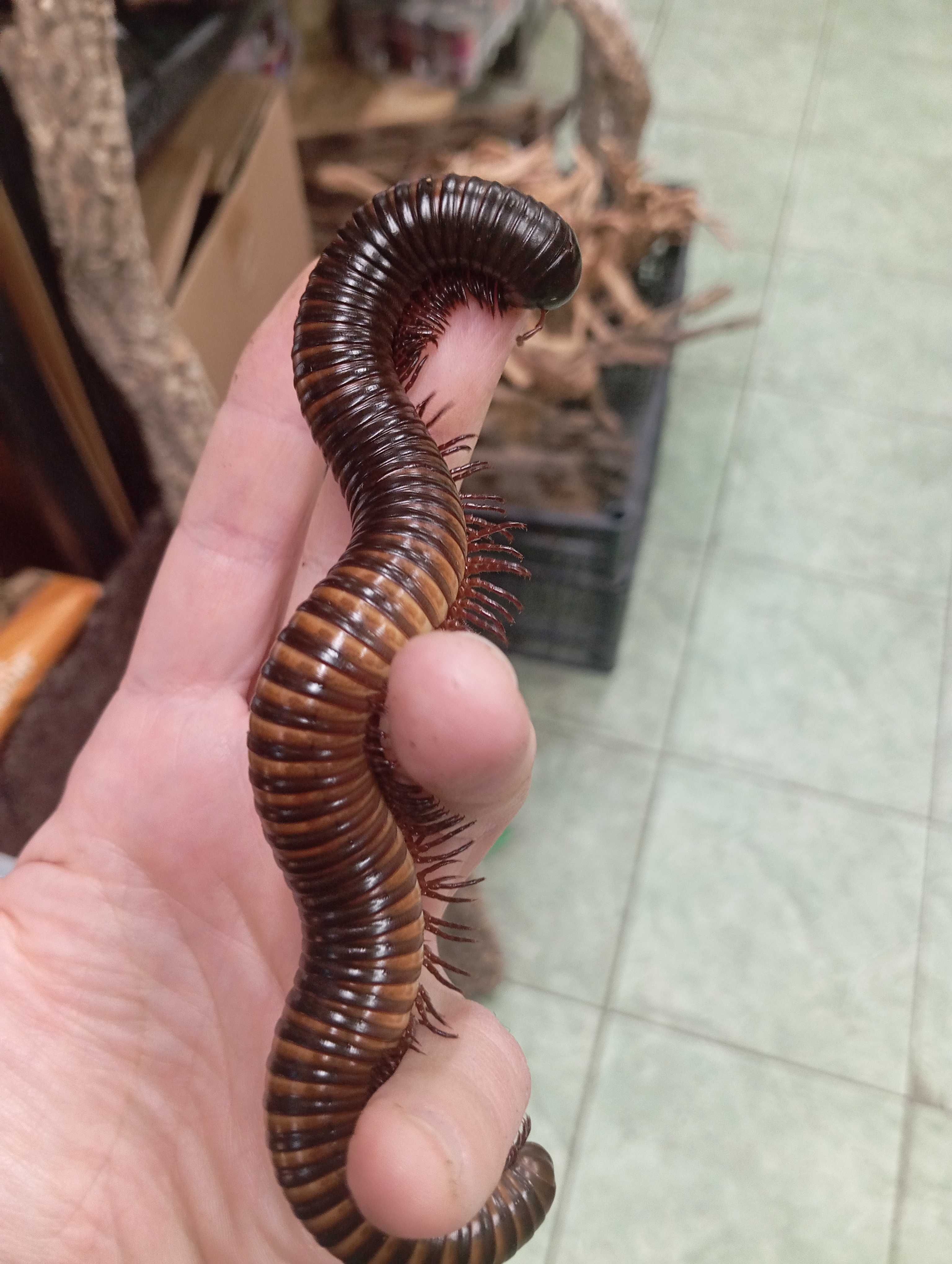 Krocionóg olbrzymi Mardonius parilis