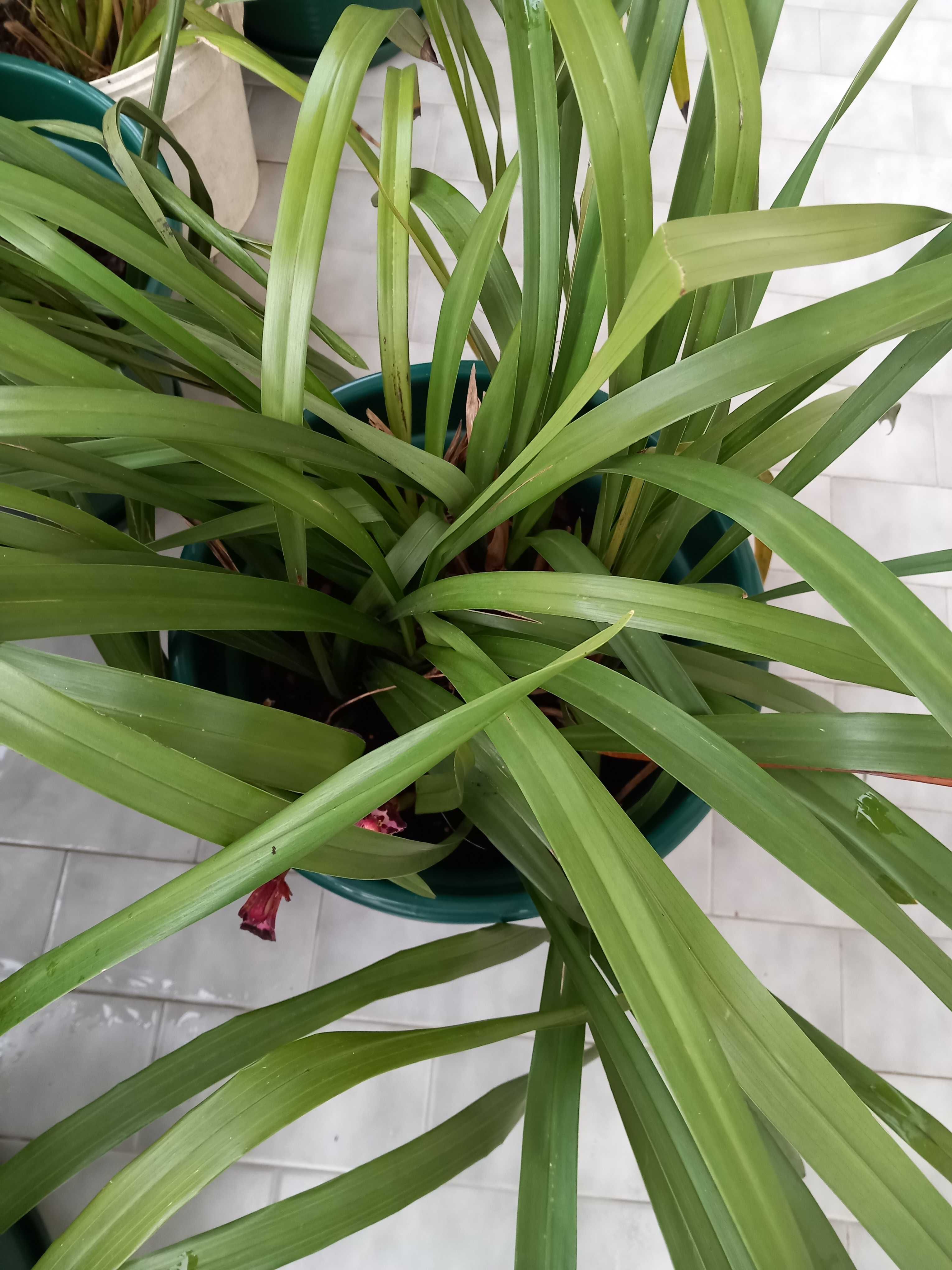 Vasos orquidea Bordeaux novos