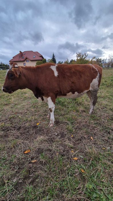 Jałówka  mleczna polska czerwona