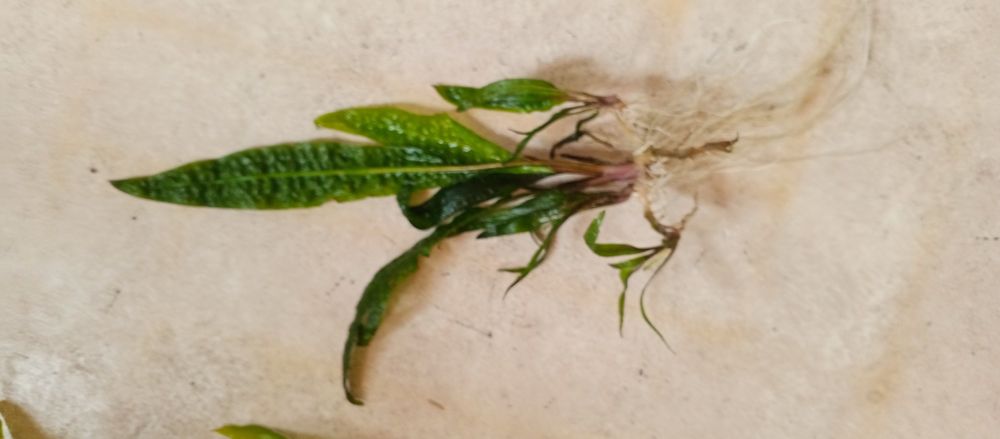 Roślina kryptokoryna karbowana