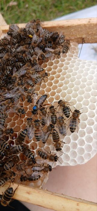 Бджоломатки українська степова порода 2025