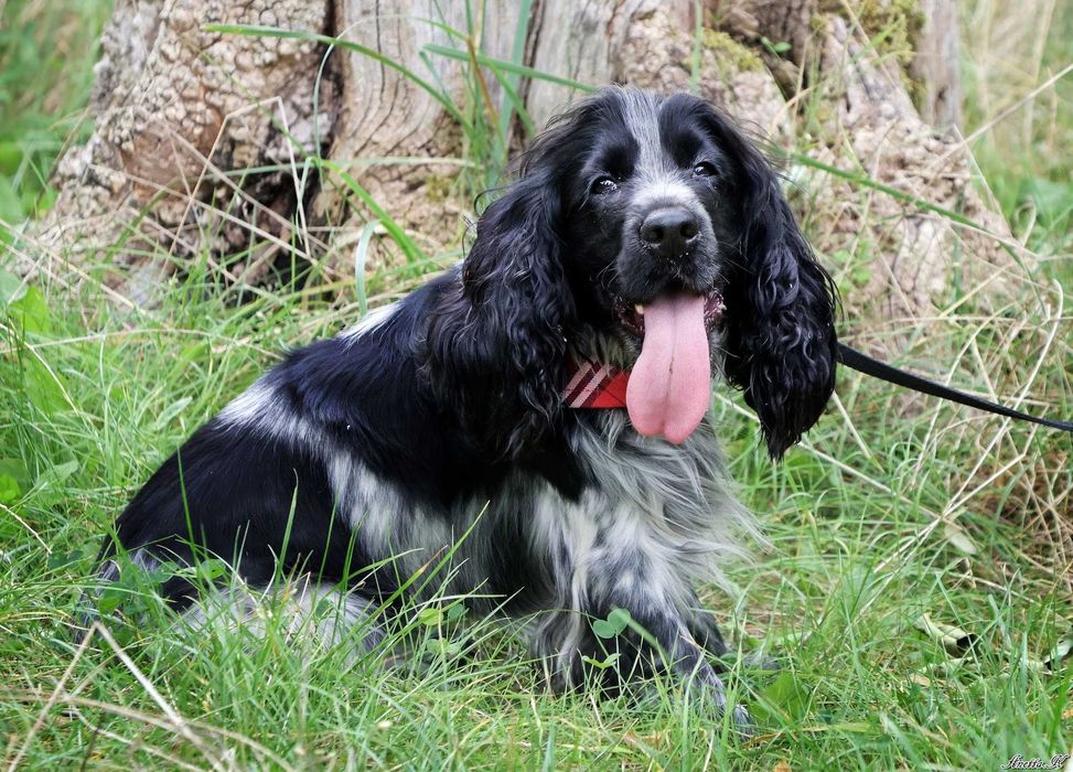 Wspaniały cocker spaniel do adopcji!